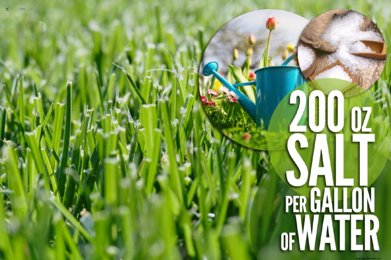 Salt Tolerance in Grass: Understanding Salinity Limits