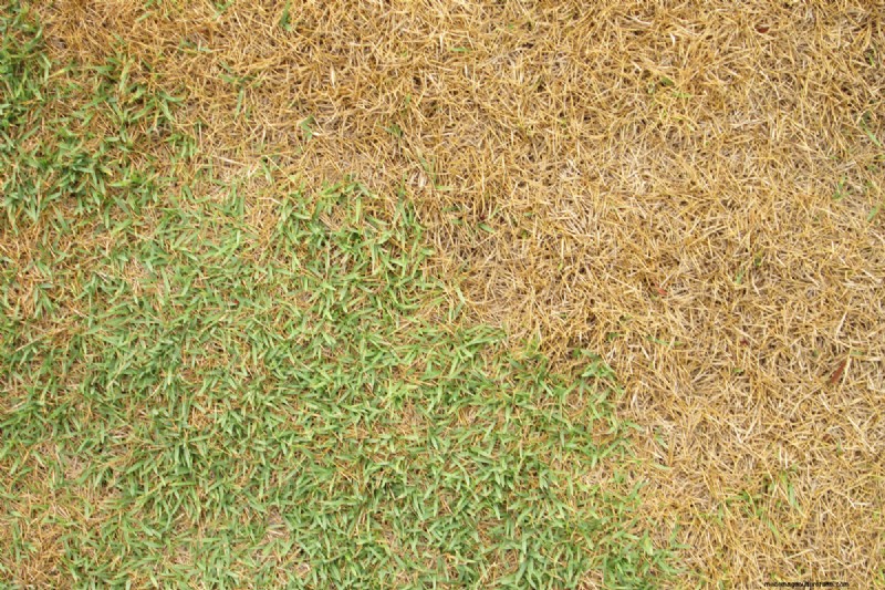Salt Tolerance in Grass: Understanding Salinity Limits