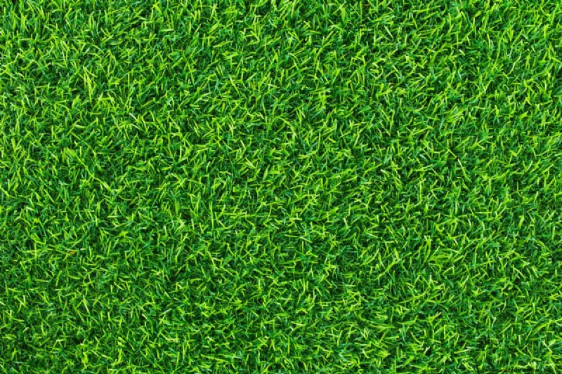 Salt Tolerance in Grass: Understanding Salinity Limits