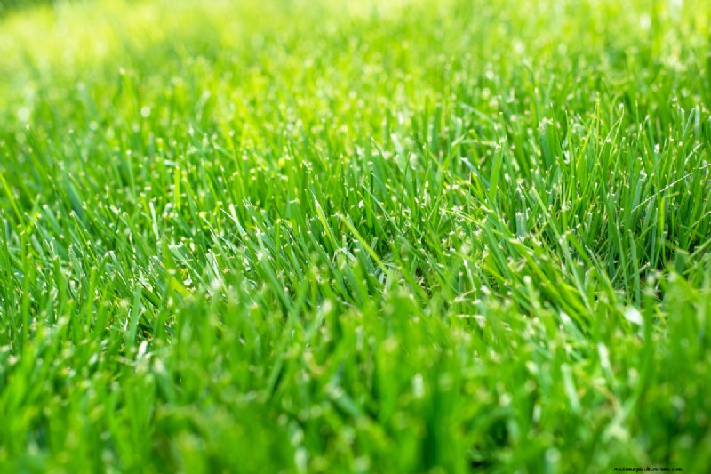 Salt Tolerance in Grass: Understanding Salinity Limits