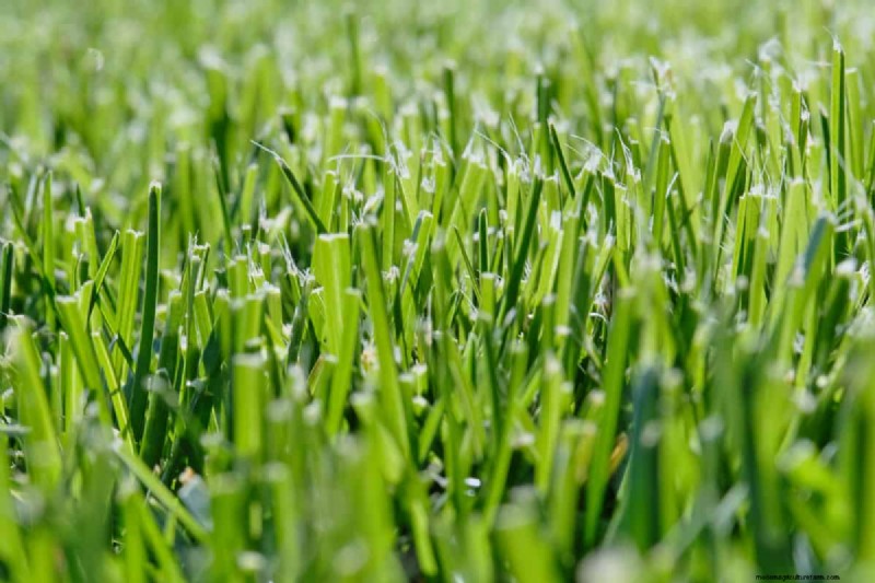 Salt Tolerance in Grass: Understanding Salinity Limits