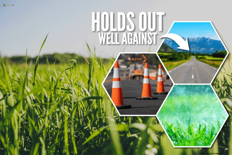 Tall Fescue for High Traffic: Pros, Cons & Care