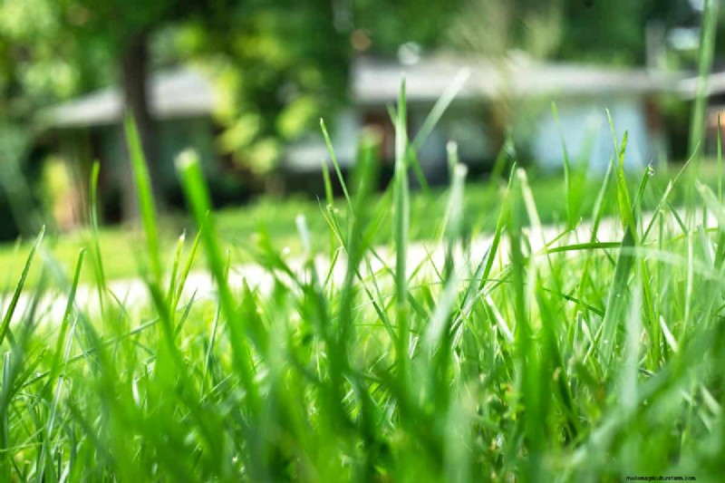 Tall Fescue for High Traffic: Pros, Cons & Care