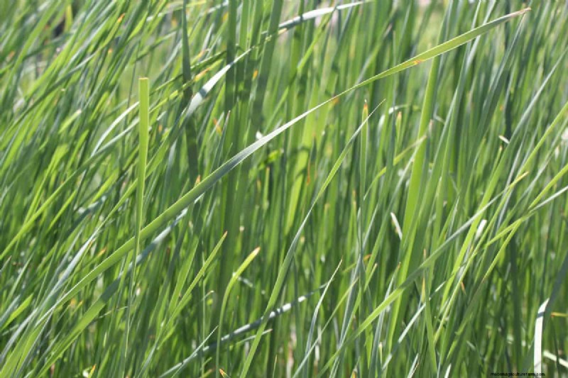 Tall Fescue for High Traffic: Pros, Cons & Care