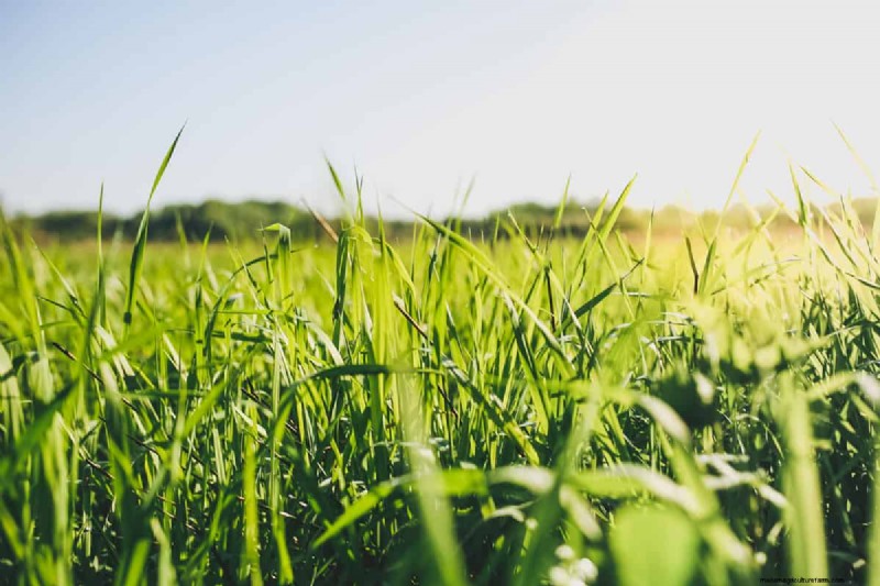 Tall Fescue for High Traffic: Pros, Cons & Care