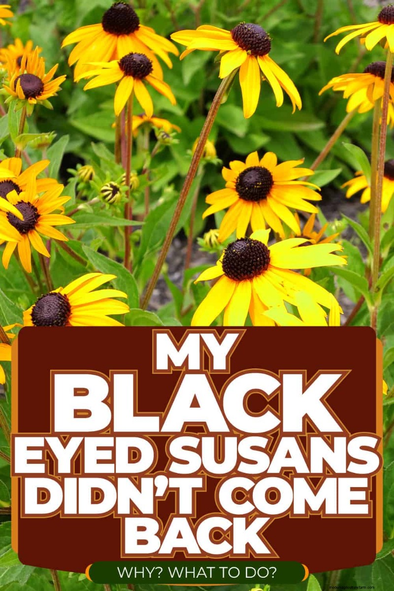 Black-Eyed Susan Problems: Why Did They Disappear? - Troubleshooting & Solutions