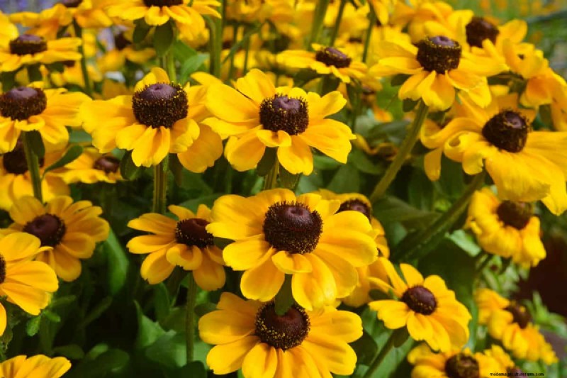 Black-Eyed Susan Problems: Why Did They Disappear? - Troubleshooting & Solutions
