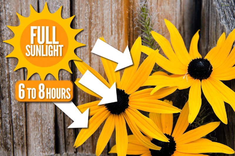 Black-Eyed Susan Problems: Why Did They Disappear? - Troubleshooting & Solutions