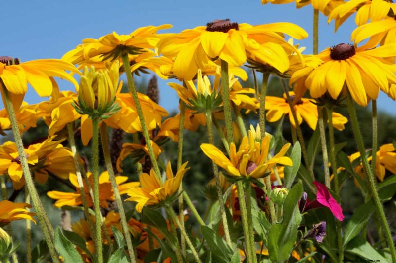 Black-Eyed Susan Problems: Why Did They Disappear? - Troubleshooting & Solutions