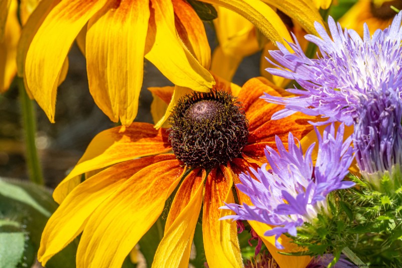Black-Eyed Susan Problems: Why Did They Disappear? - Troubleshooting & Solutions