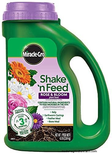 Black-Eyed Susan Problems: Why Did They Disappear? - Troubleshooting & Solutions