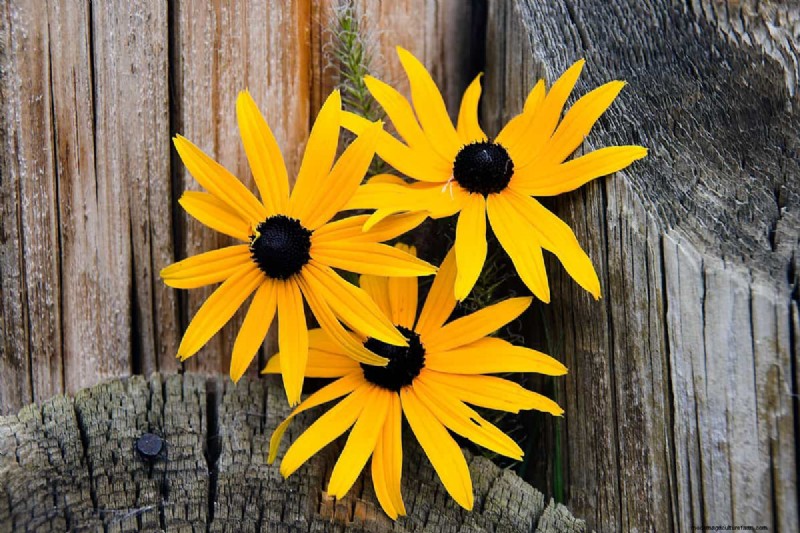 Black-Eyed Susan Problems: Why Did They Disappear? - Troubleshooting & Solutions