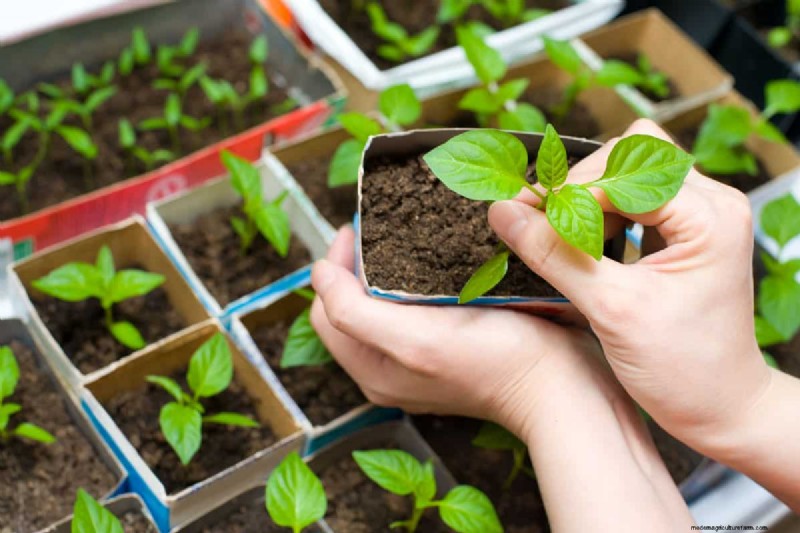 Cardboard in Organic Gardening: Benefits, Safety & How-To