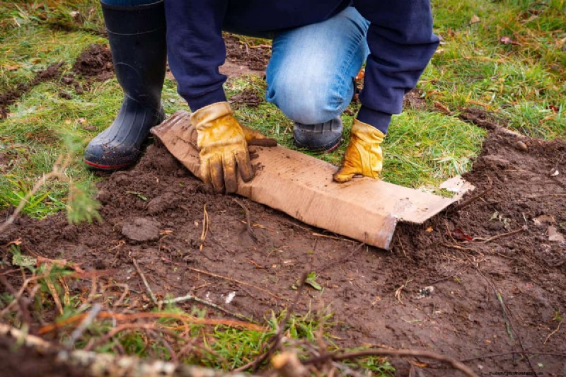 Cardboard in Organic Gardening: Benefits, Safety & How-To