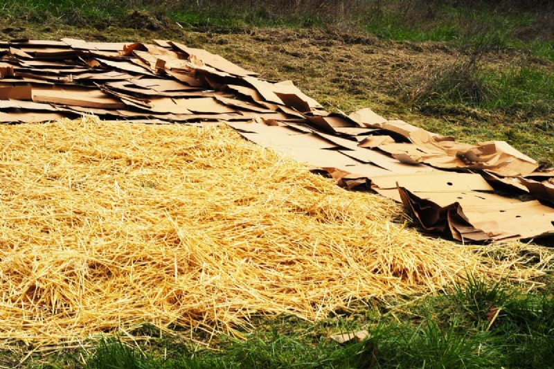 Cardboard in Organic Gardening: Benefits, Safety & How-To