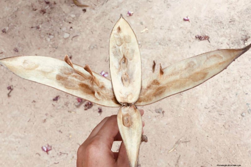Plumeria Seed Pods: A Complete Guide to Harvesting & Growing