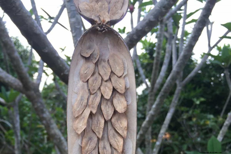 Plumeria Seed Pods: A Complete Guide to Harvesting & Growing