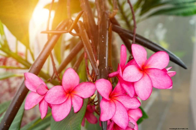 Plumeria Seed Pods: A Complete Guide to Harvesting & Growing