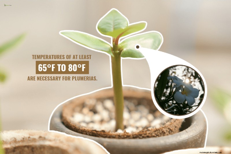 Plumeria Seed Pods: A Complete Guide to Harvesting & Growing