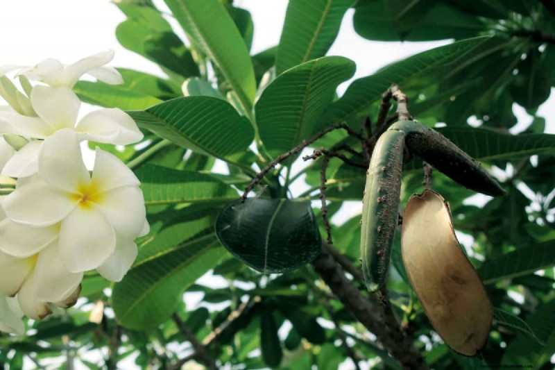 Plumeria Seed Pods: A Complete Guide to Harvesting & Growing