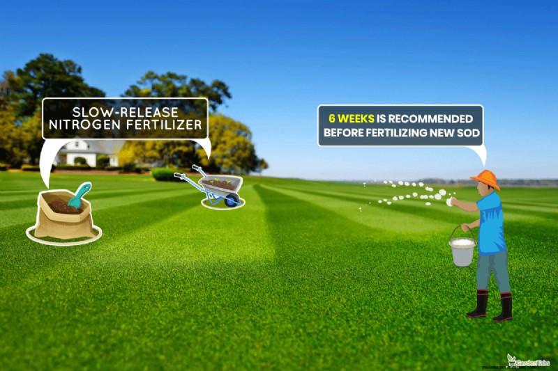 Overseeding New Sod: Benefits & Timing - Lawn Care Guide