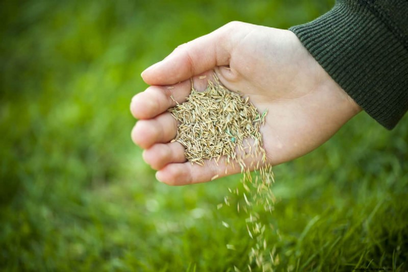 Overseeding New Sod: Benefits & Timing - Lawn Care Guide