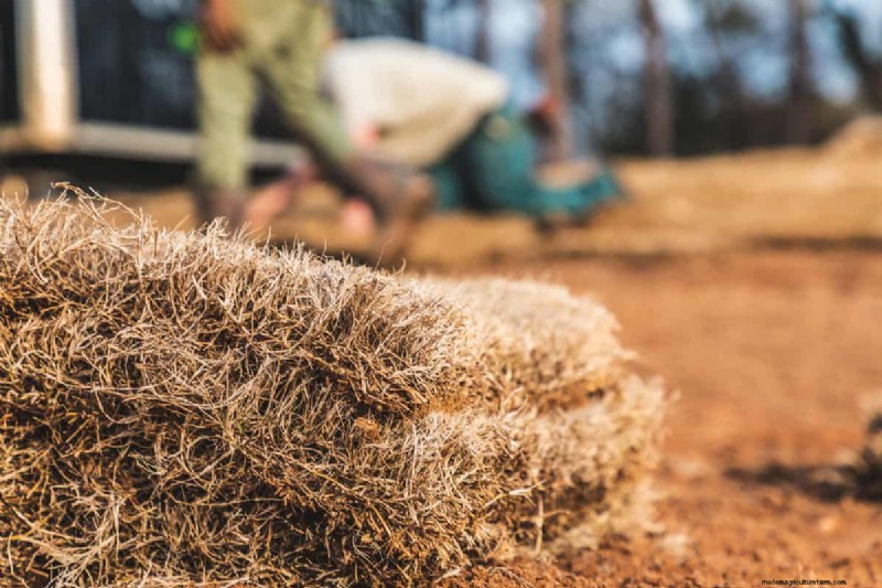 Overseeding New Sod: Benefits & Timing - Lawn Care Guide