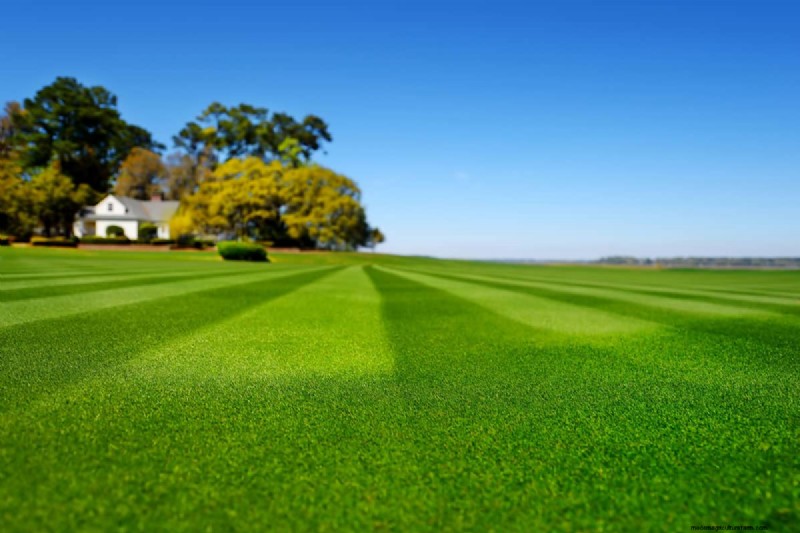Overseeding New Sod: Benefits & Timing - Lawn Care Guide