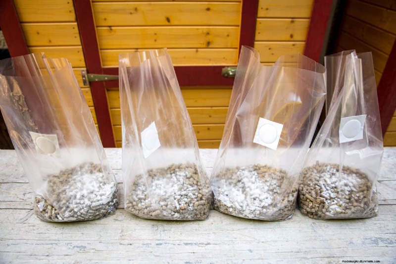 All-in-One Mushroom Grow Bag: A Beginner s Step-by-Step Guide