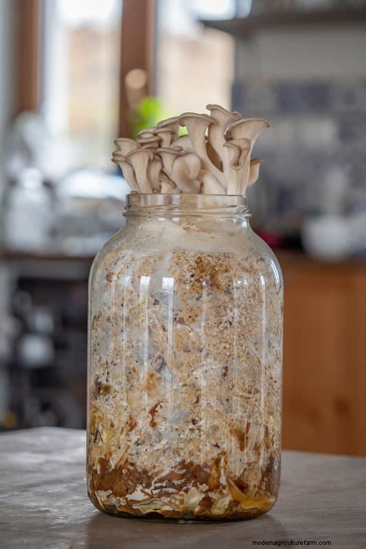 All-in-One Mushroom Grow Bag: A Beginner s Step-by-Step Guide