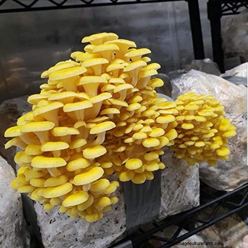 All-in-One Mushroom Grow Bag: A Beginner s Step-by-Step Guide
