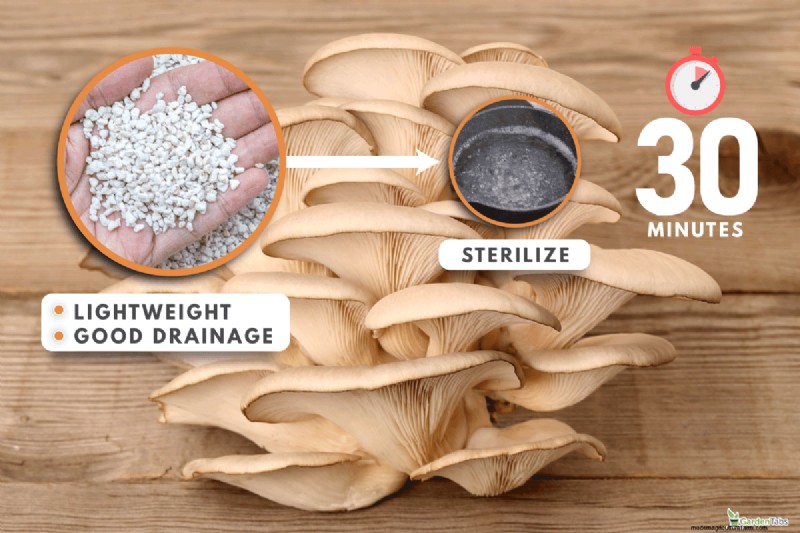 All-in-One Mushroom Grow Bag: A Beginner s Step-by-Step Guide