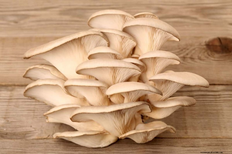 All-in-One Mushroom Grow Bag: A Beginner s Step-by-Step Guide