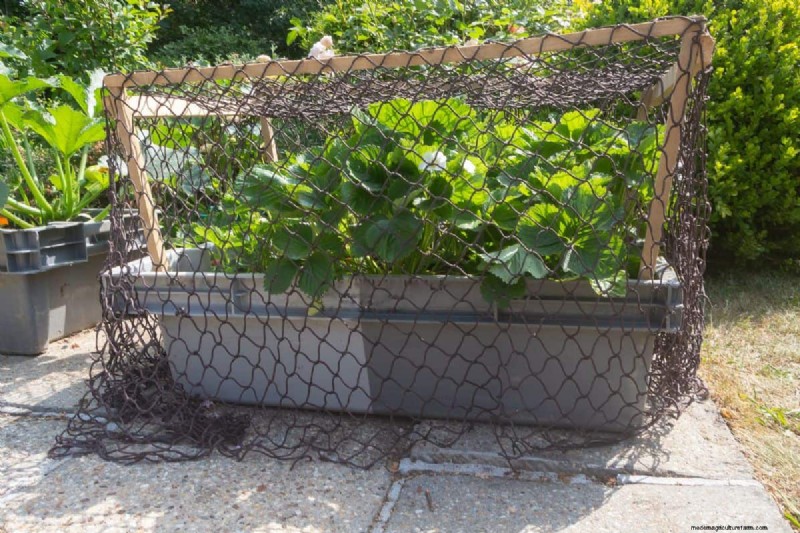 Protecting Birds: How to Prevent Entanglement in Garden Netting