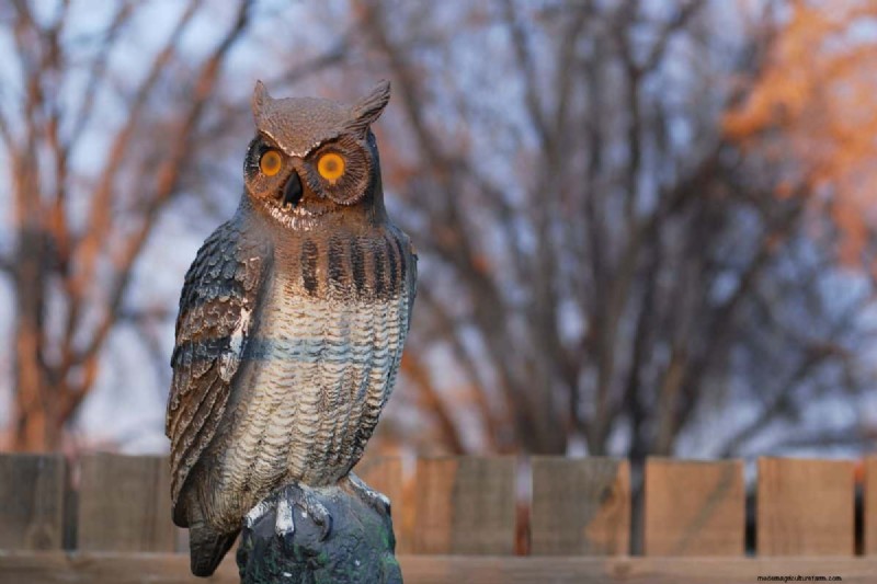 Protecting Birds: How to Prevent Entanglement in Garden Netting