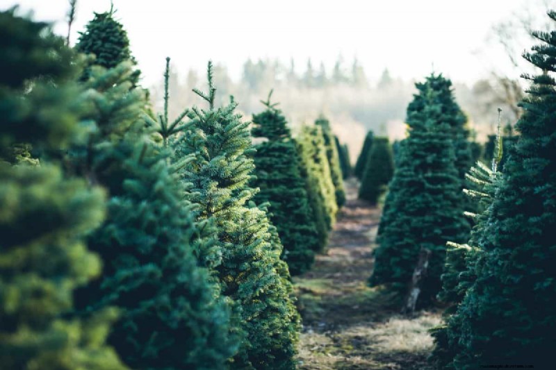 Do Fir Tree Branches Regrow? Understanding Growth Patterns