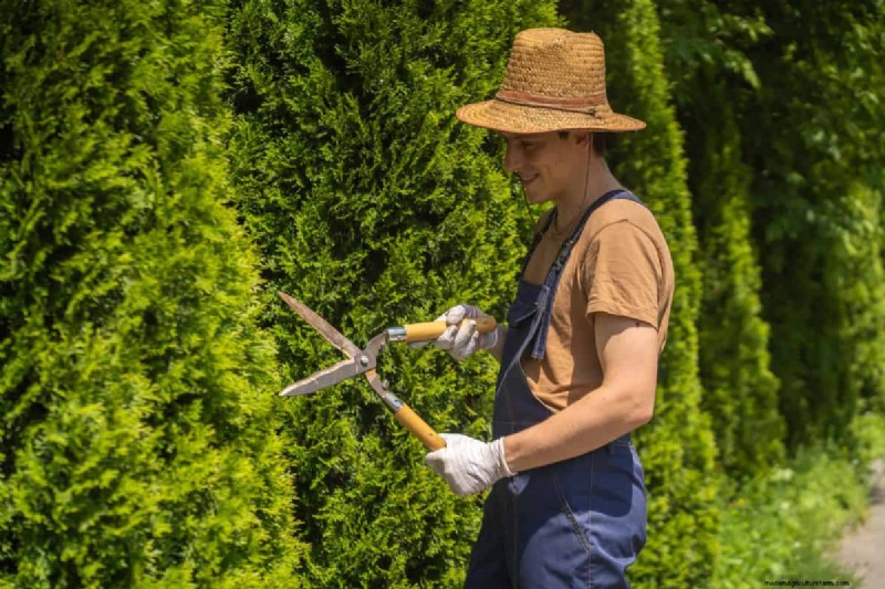 Do Fir Tree Branches Regrow? Understanding Growth Patterns