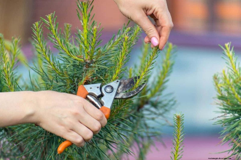 Do Fir Tree Branches Regrow? Understanding Growth Patterns