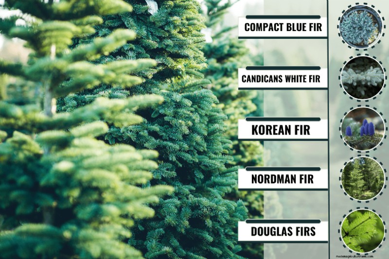 Do Fir Tree Branches Regrow? Understanding Growth Patterns