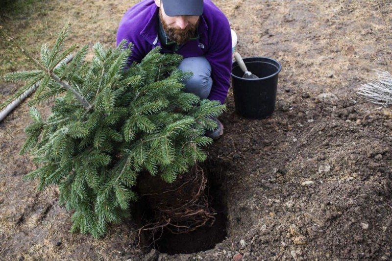 Do Fir Tree Branches Regrow? Understanding Growth Patterns