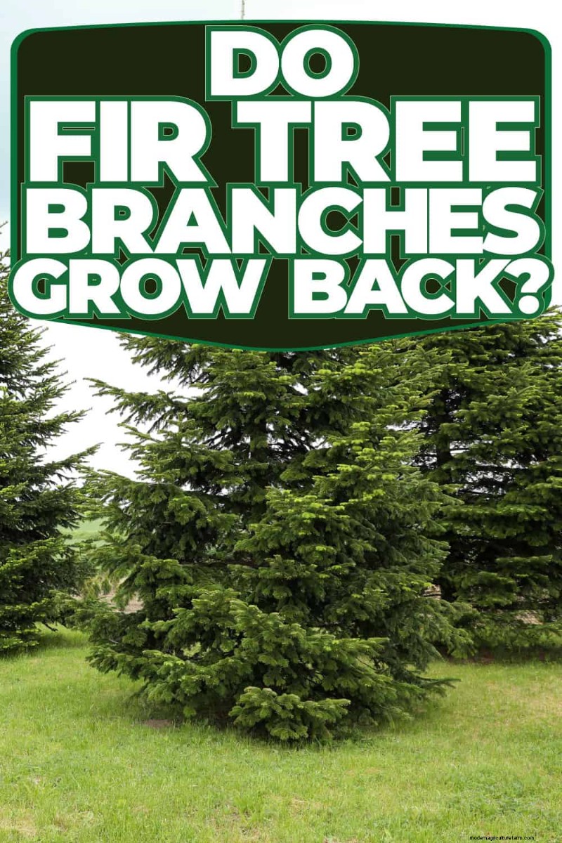Do Fir Tree Branches Regrow? Understanding Growth Patterns