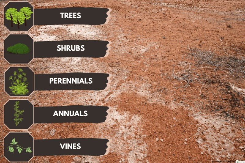 Garden Lime vs. Hydrated Lime vs. Agricultural Lime: A Comprehensive Comparison