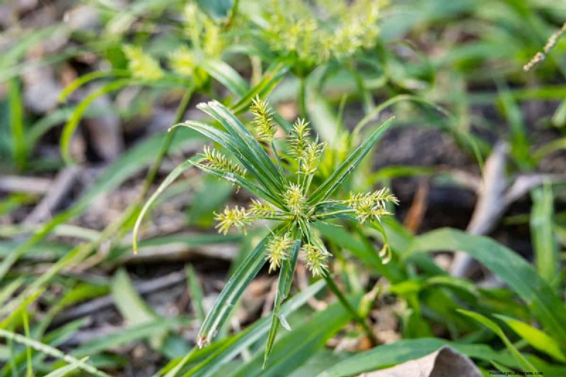 Roundup vs. Nutsedge: Does Roundup Effectively Kill This Weed?