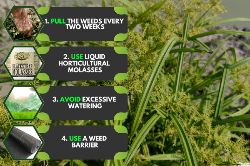 Roundup vs. Nutsedge: Does Roundup Effectively Kill This Weed?