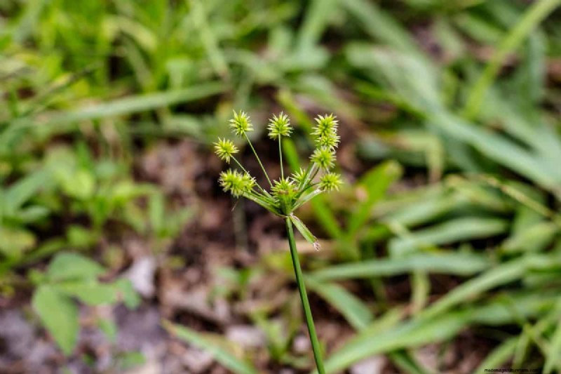 Roundup vs. Nutsedge: Does Roundup Effectively Kill This Weed?