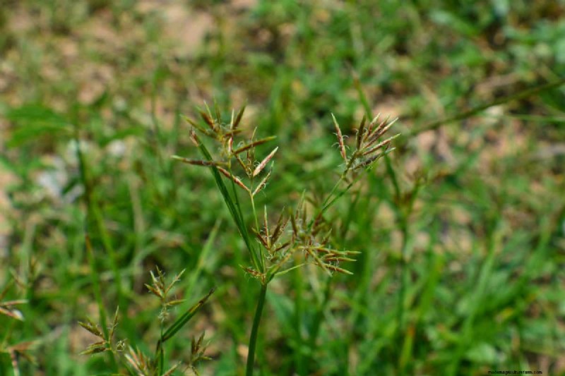 Roundup vs. Nutsedge: Does Roundup Effectively Kill This Weed?