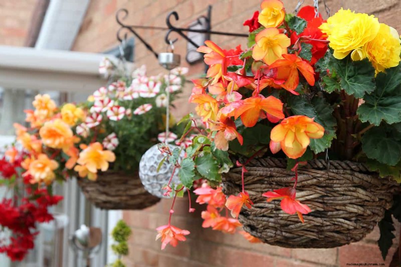 Diapers as Moisture Retainers: A Gardening Hack for Hanging Baskets
