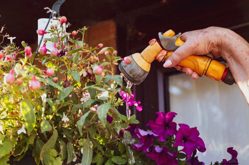Why Hanging Baskets Don t Hold Water: Causes & Solutions