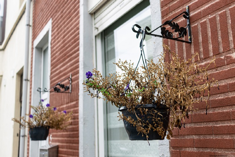 Why Hanging Baskets Don t Hold Water: Causes & Solutions
