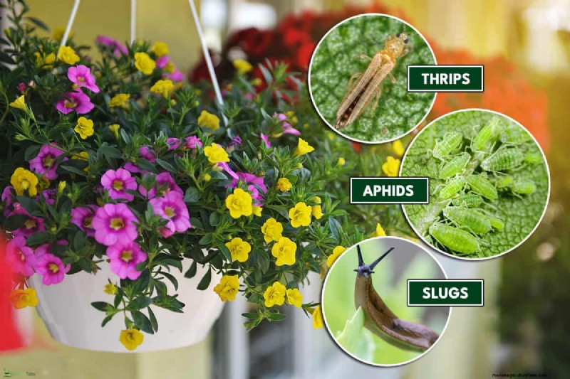 Why Hanging Baskets Don t Hold Water: Causes & Solutions